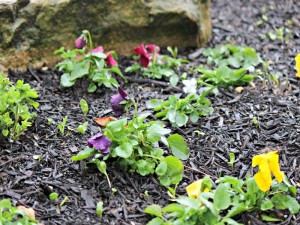 4-2-16 Pansy in Landscape