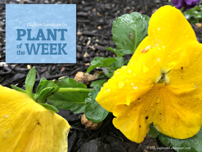 Read more about the article Plant of the Week (Home Idea Edition) – Pansy