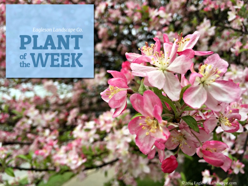 Read more about the article Plant of the Week – Crabapple
