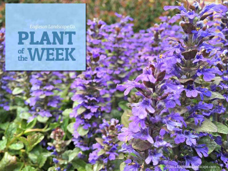 Read more about the article Plant of the Week – Ajuga