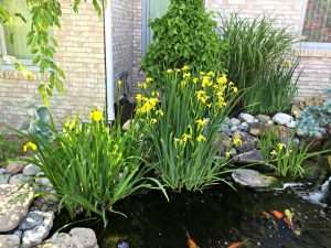 Yellow Flag Iris Pond