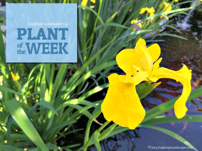 Read more about the article Plant of the Week – Yellow Flag Iris
