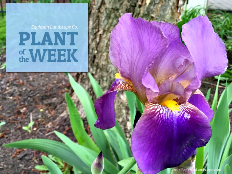 Read more about the article Plant of the Week – Iris