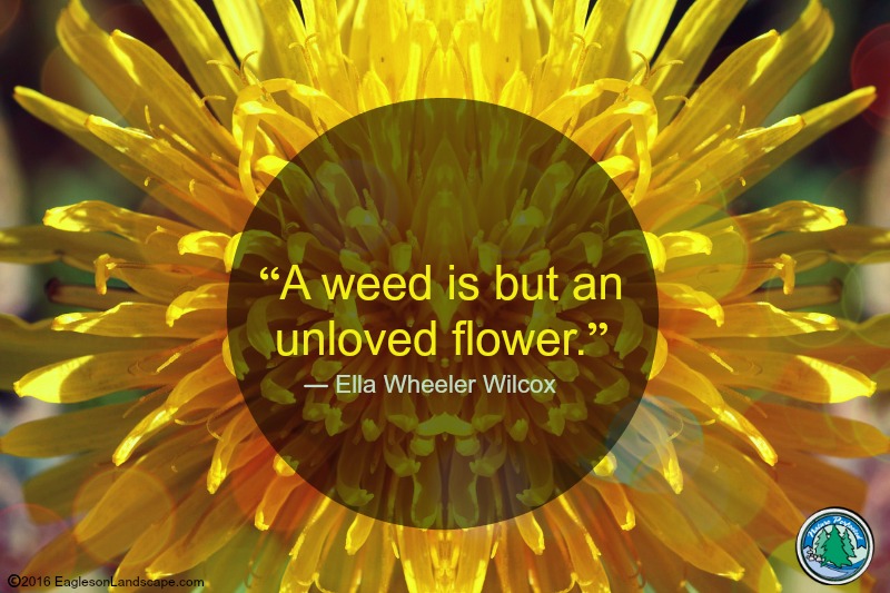 Flowering Wisdom | Gardening quotes