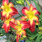Daylily | Top Shade Plants and Sun Plants