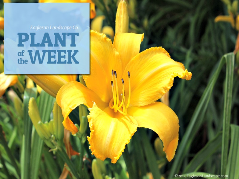 Read more about the article Plant of the Week (Home Idea Edition) – Daylily