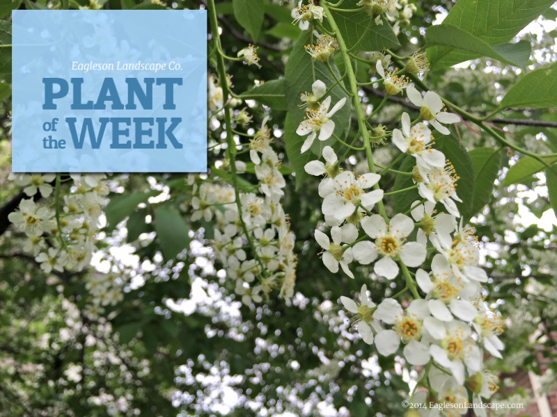 Read more about the article Plant of the Week – Black Cherry Tree