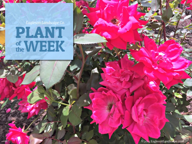 Read more about the article Plant of the Week – Rose