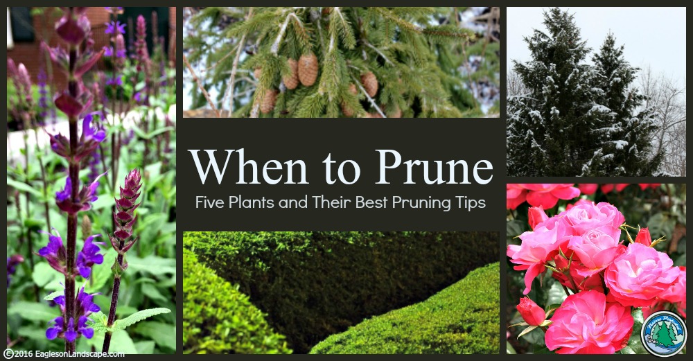 Read more about the article When to Prune: Five Plants and Their Best Pruning Tips