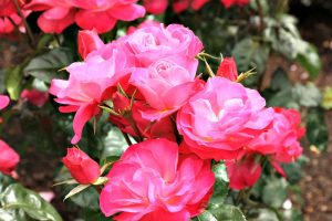 when to prune roses 6_2_16