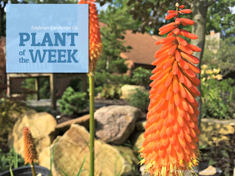 Read more about the article Plant of the Week – Redhot Poker