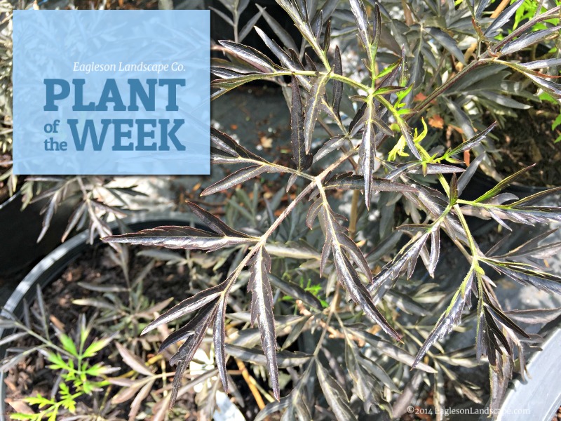 Read more about the article Plant of the Week – Elderberry