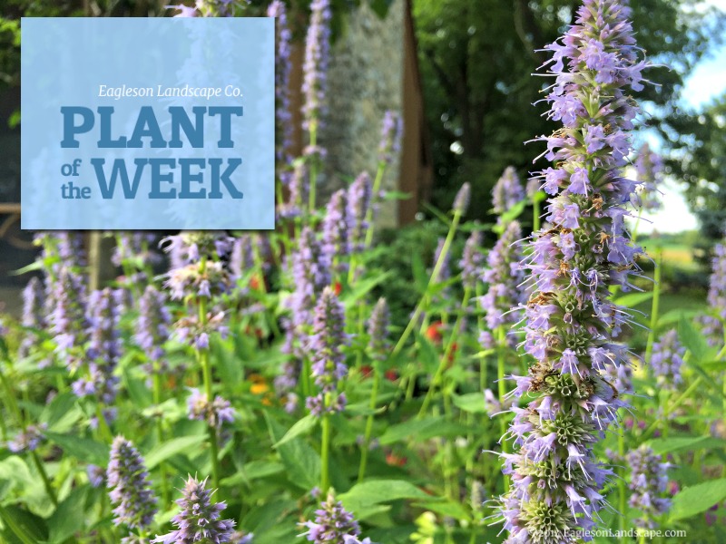 Read more about the article Plant of the Week – Hyssop