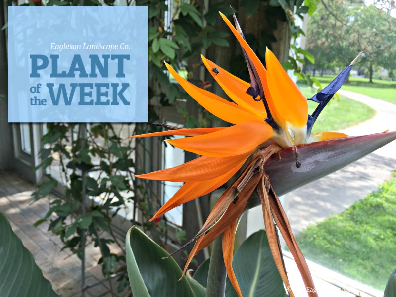 Read more about the article Plant of the Week – Birds of Paradise