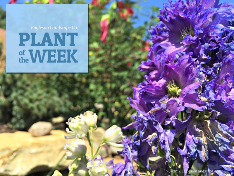 Read more about the article Plant of the Week – Larkspur