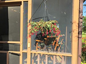 Fuchsia in Hanging Basket