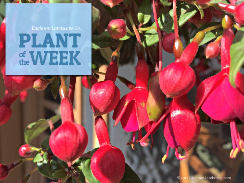 Read more about the article Plant of the Week – Fuchsia in the Landscape