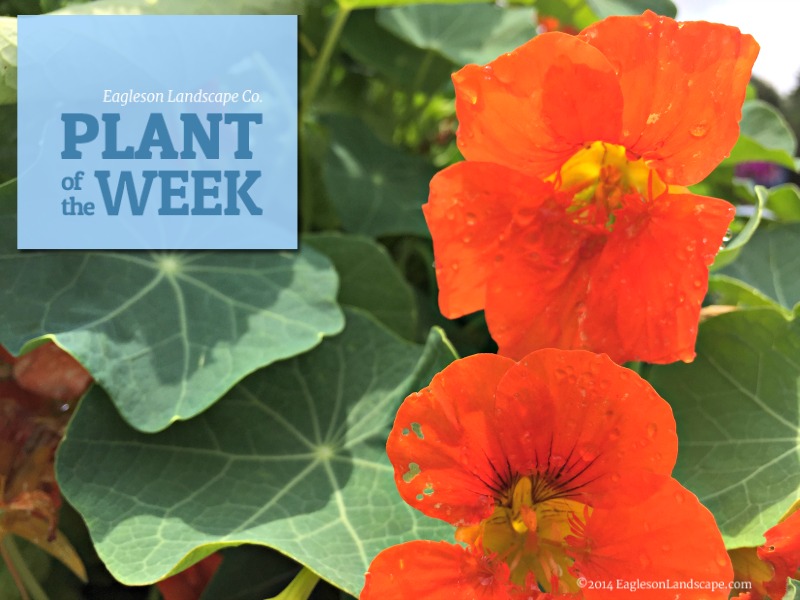 Read more about the article Plant of the Week – Nasturtium
