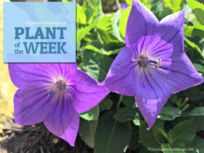 Read more about the article Plant of the Week – Balloon Flowers in Your Landscaping