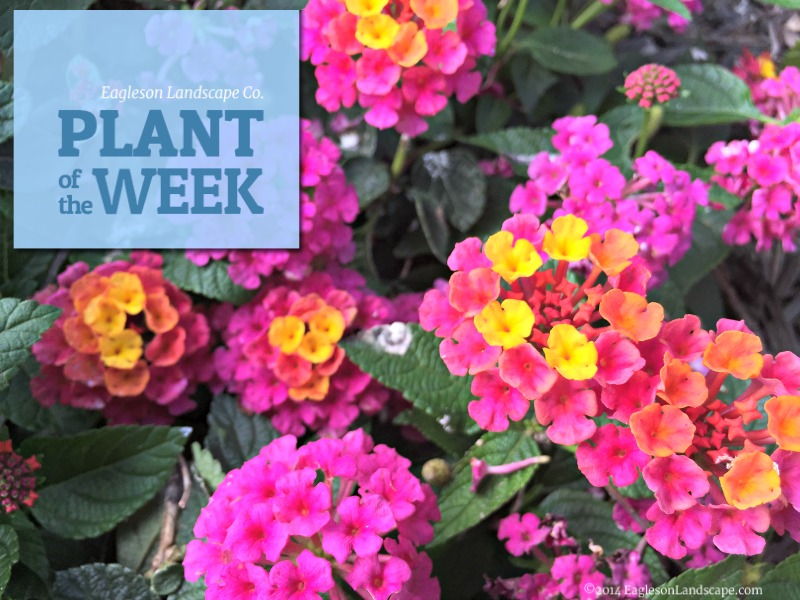 Read more about the article Plant of the Week – Using Lantana in Your Landscaping