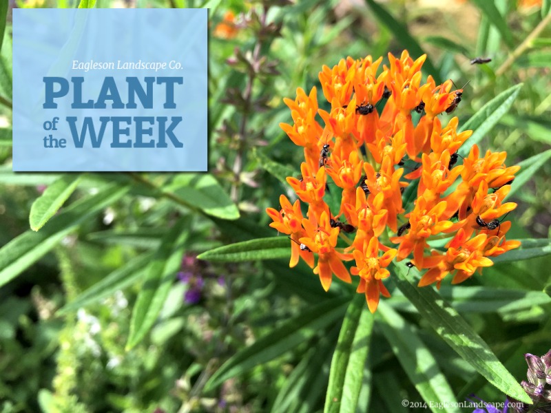 Read more about the article Plant of the Week – Using Butterfly Weed in Your Landscaping