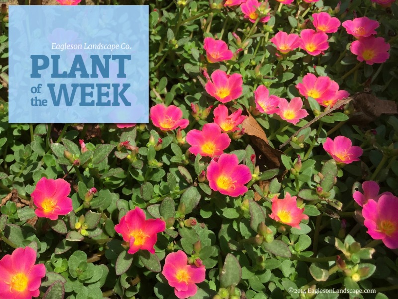 Read more about the article Plant of the Week – Using Moss Rose in Your Landscaping
