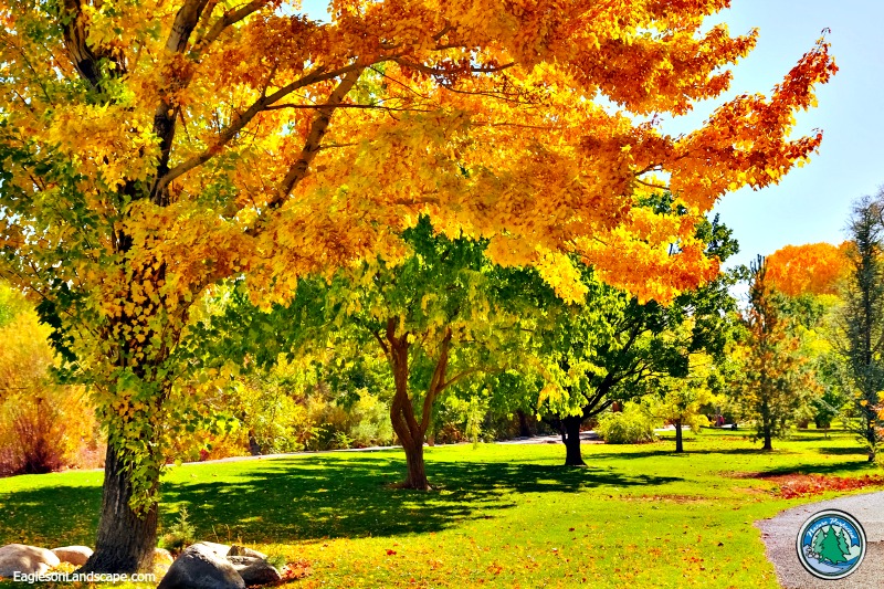 Using Fall Colors in a Landscape | Eagleson Landscape
