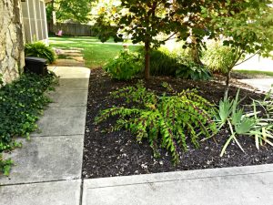 Beautyberry is used here alongside a patch of Iris to create color during two parts of the growing season n the foreground. Hydrangea and hosta bring mid season color in the background to provide year long interest in this space.