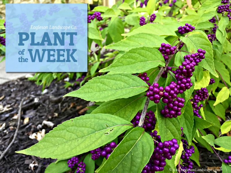 Read more about the article Plant of the Week – Using Beautyberry in Your Landscaping