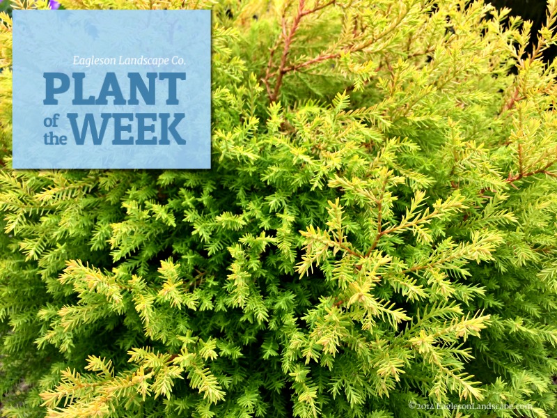 Read more about the article Plant of the Week – Using Rheingold Arborvitea in Your Landscaping