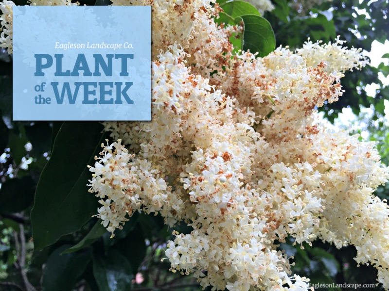 Read more about the article Plant of the Week – Using Tree Lilacs in Your Landscaping