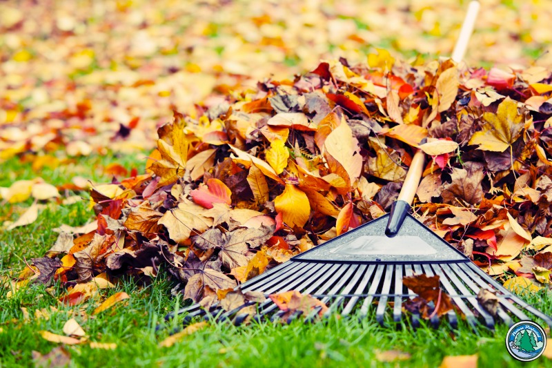 Read more about the article The Importance of Fall Landscape Maintenance