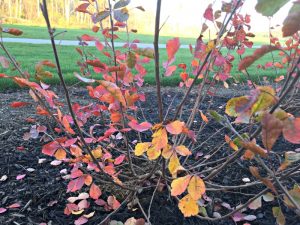 11-12-16 using gro-low sumac in your landscaping