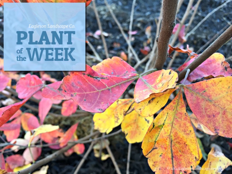 Read more about the article Plant of the Week – Using Gro-low Sumac in Your Landscaping