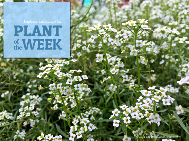 Read more about the article Plant of the Week – Using Alyssum in Your Landscaping