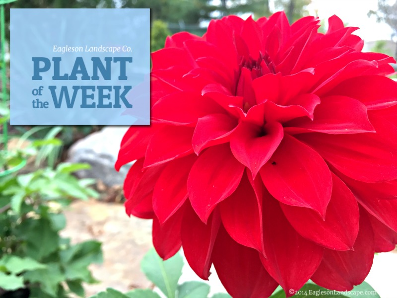 Read more about the article Plant of the Week – Using Dahlia in Your Landscaping