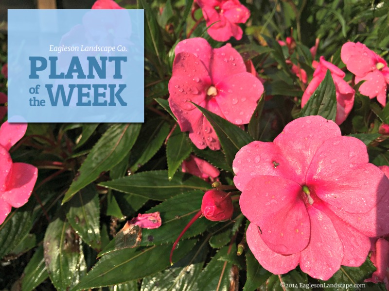 Read more about the article Plant of the Week – Using New Guinea Impatiens in Your Landscaping
