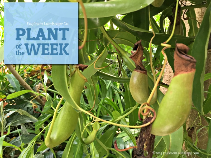 Read more about the article Plant of the Week – Using Pitcher Plants in Your Landscaping
