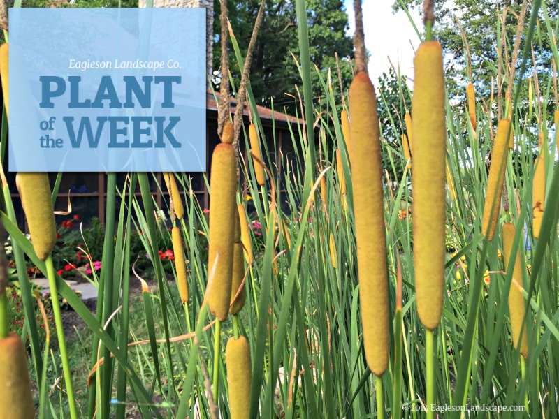 Read more about the article Plant of the Week – Using Cattails in Your Landscaping