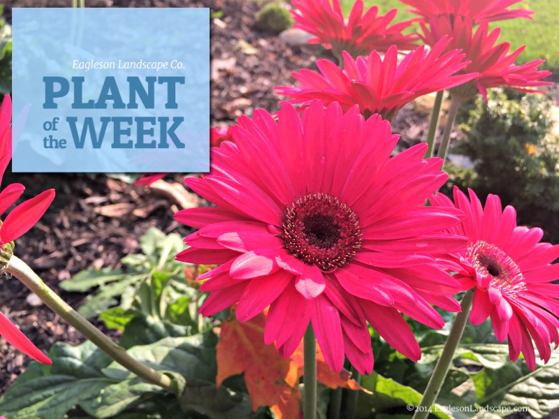 Read more about the article Plant of the Week – Using Gerbera Daisies in Your Landscaping