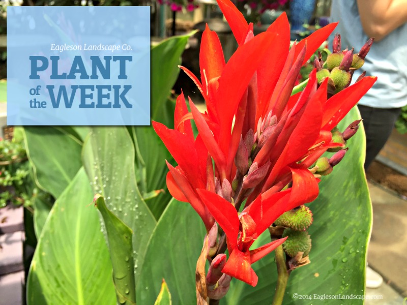 Read more about the article Plant of the Week – Using Canna Lilies in Your Landscaping