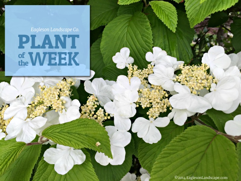 Read more about the article Plant of the Week – Using Doublefile Viburnum in Your Landscaping