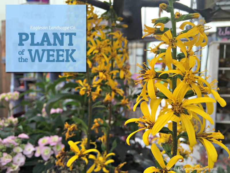 Read more about the article Plant of the Week – Using Ligularia in Your Landscaping