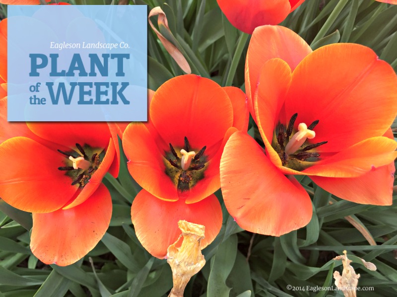 Read more about the article Plant of the Week – Using Poppies in Your Landscaping