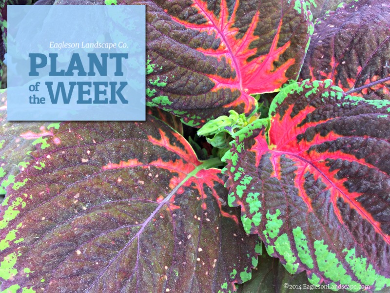 Read more about the article Plant of the Week – Coleus