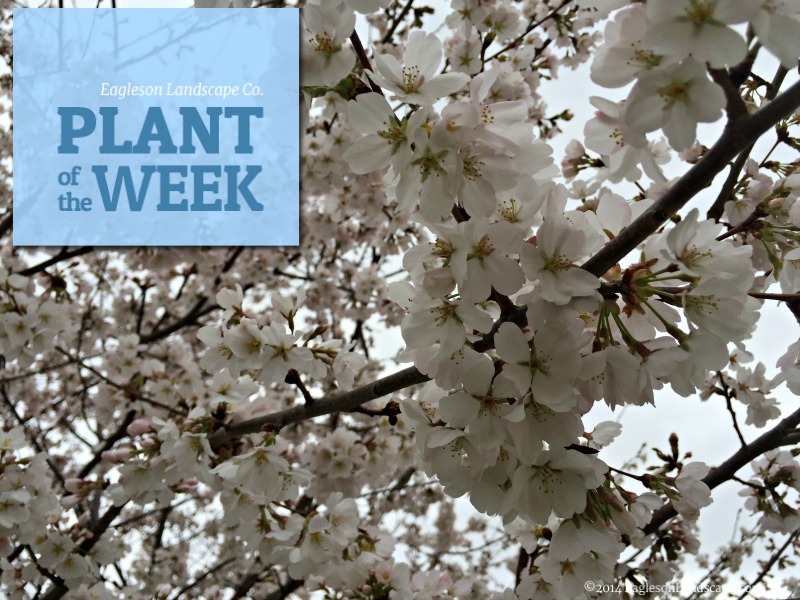 Read more about the article Plant of the Week – Ornamental Cherry Tree