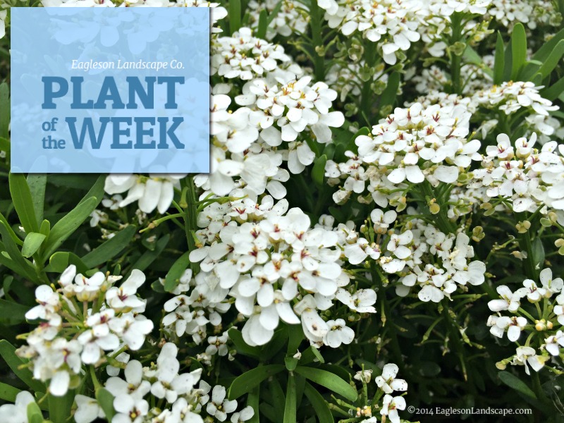 Read more about the article Plant of the Week – Using Candytuft in Your Landscaping