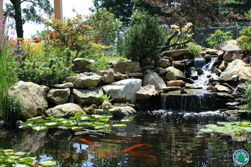 Eagleson Landscaping_waterfall koi pond