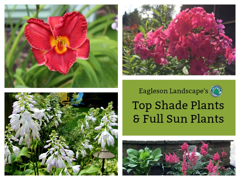 Read more about the article Eagleson Landscape’s Top Shade Plants and Full Sun Plants