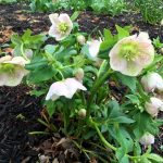 Hellebore | Top Shade Plants and Sun Plants